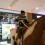 Stankovic36