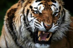 i love tiger!