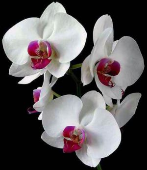 orhideja25