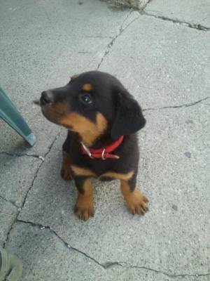 rottweilers♥