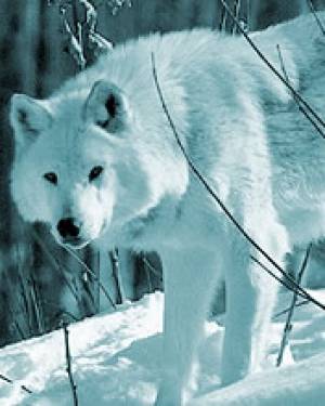 White wolf ;D
