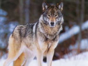 Wolf 123 Wolf 123