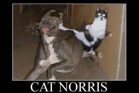CAT NORRIS