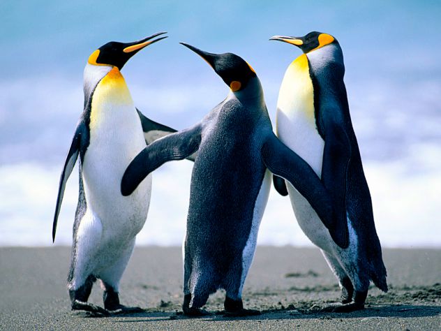 pingviniiiiii