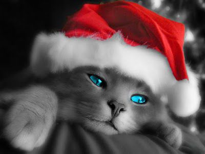 maca božičnjak
